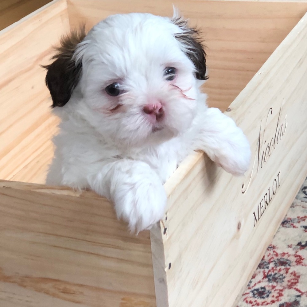Meet your Posher, Olga
